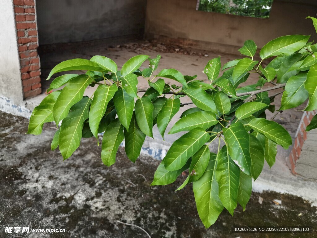 翠绿枝叶生机盎然