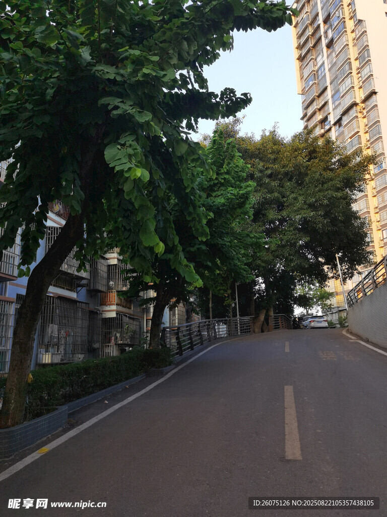 城市林荫街道风景