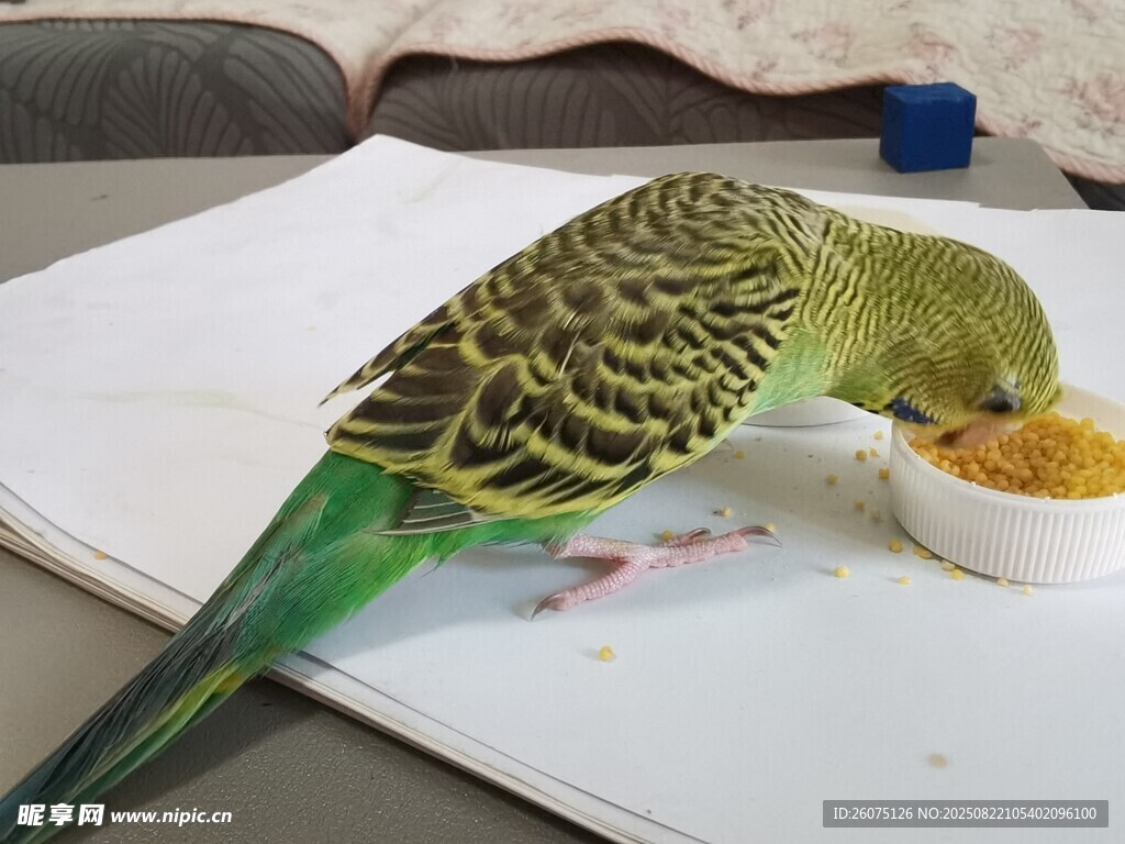 可爱活泼虎皮鹦鹉进食中