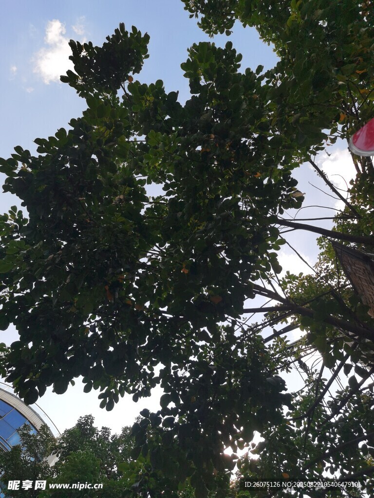 仰视繁茂绿树与蓝天