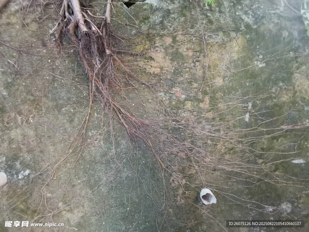 岩石上的植物根系特写