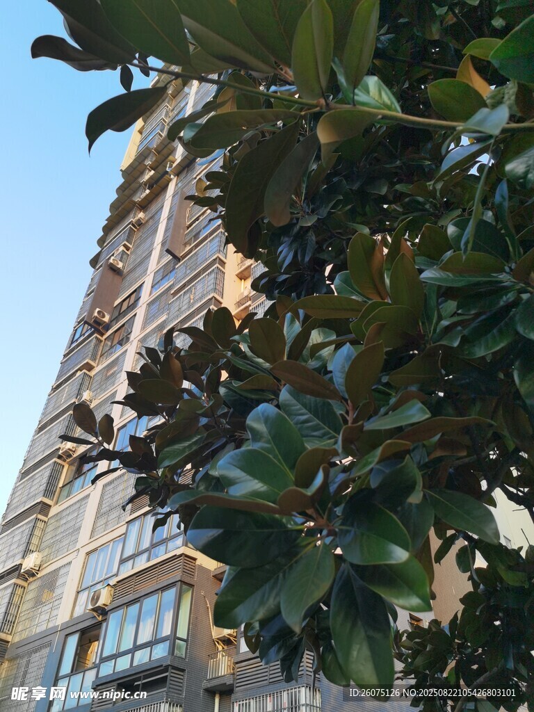 高楼旁枝叶繁茂的绿树