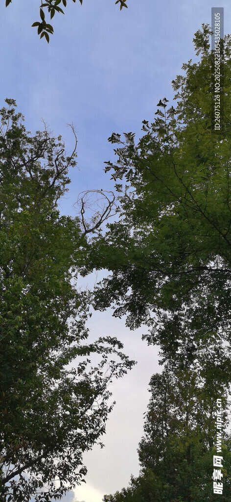 仰视绿树蓝天的自然景致