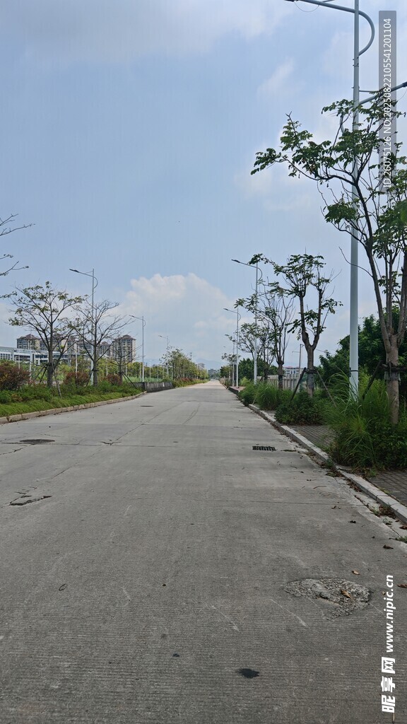 空旷道路旁的绿植景观
