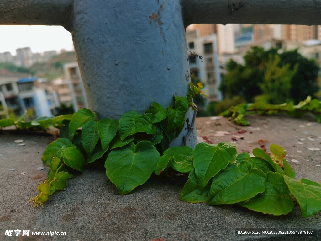 栏杆下生长的翠绿植物