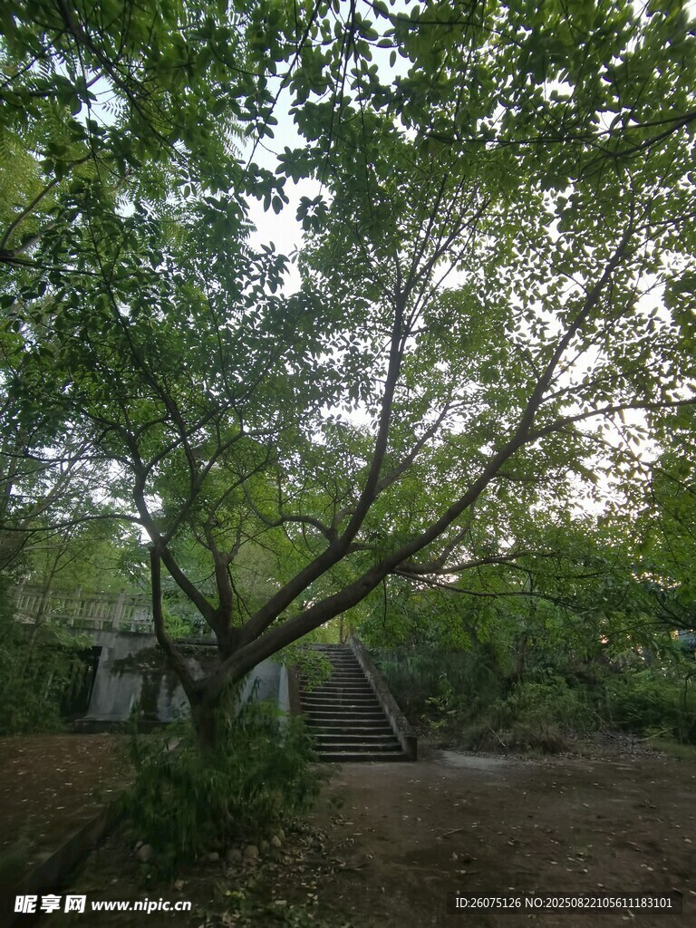 林间古树与远处小屋