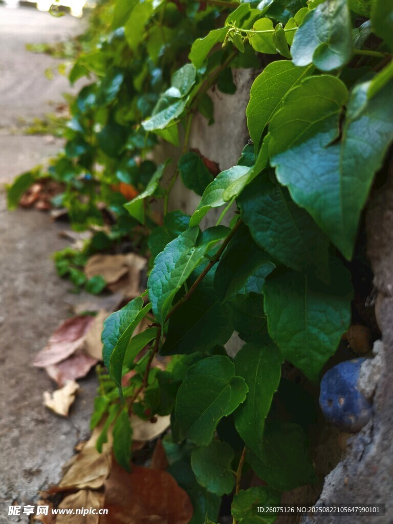墙边生长的翠绿藤蔓植物