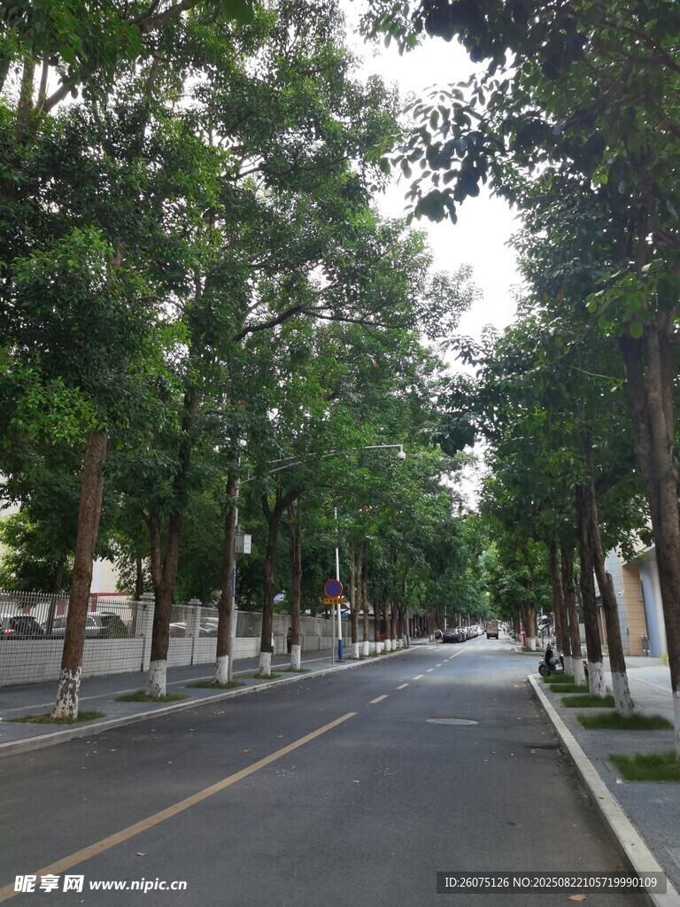 林荫大道静谧街道风光
