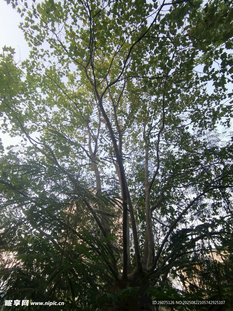 阳光洒落茂密树林间