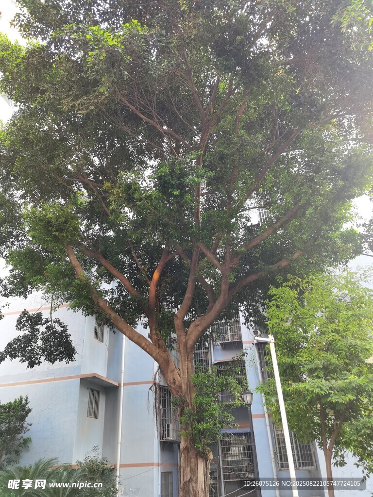 高大茂盛的街边树木