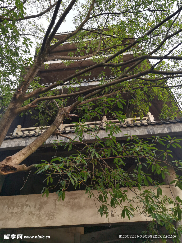 枝叶间的塔楼建筑一角