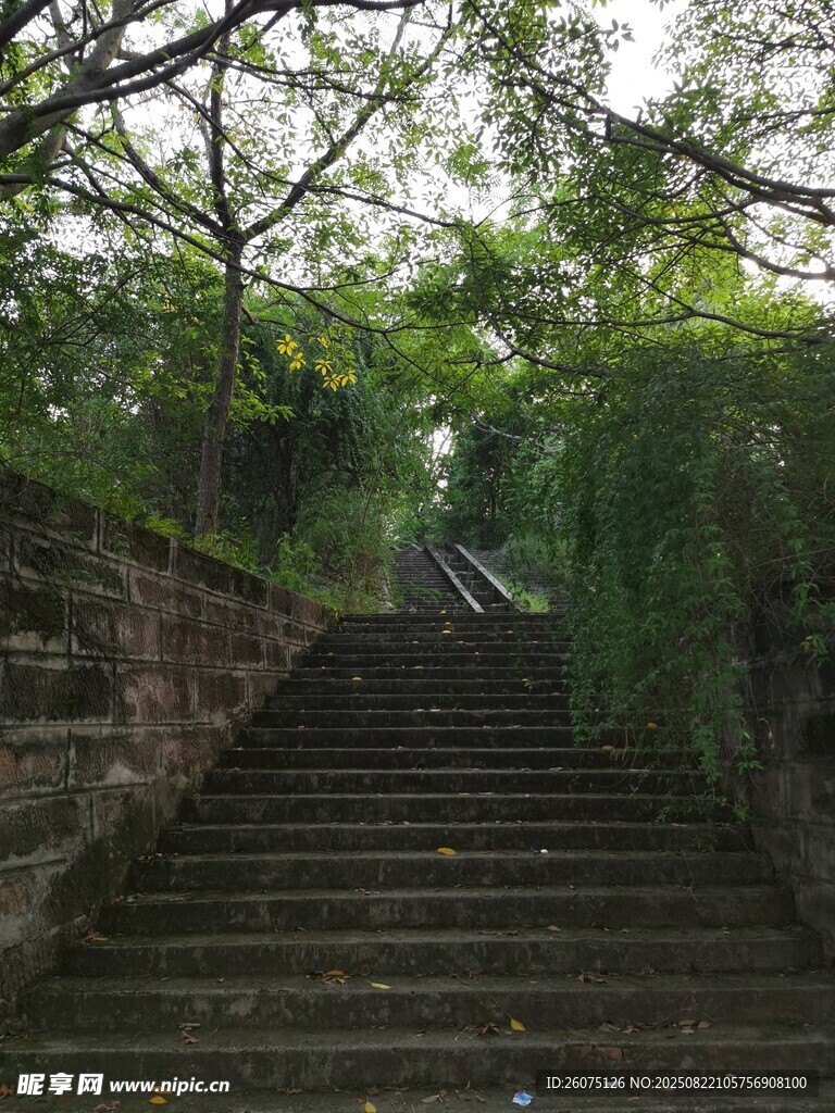 林间石阶静谧自然之景