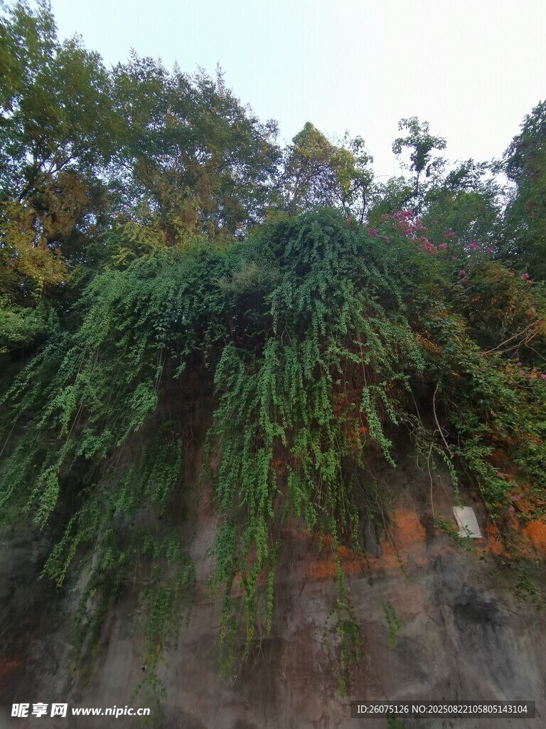 山林间的繁茂植被景观
