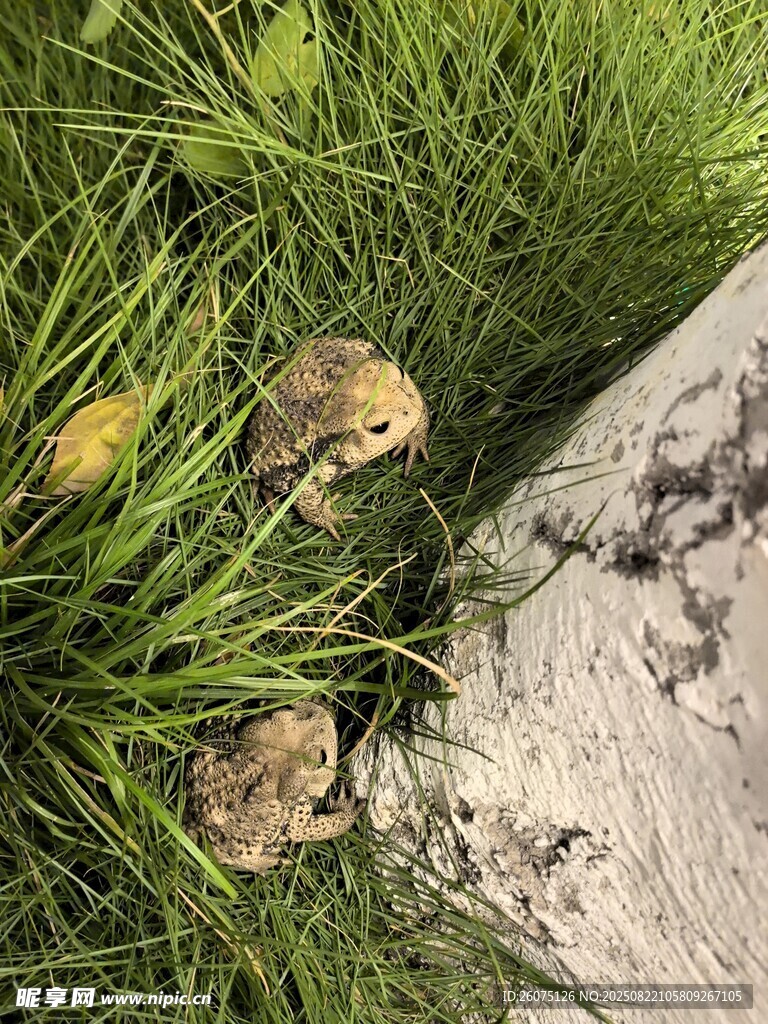草丛中白色树基与两只蟾蜍