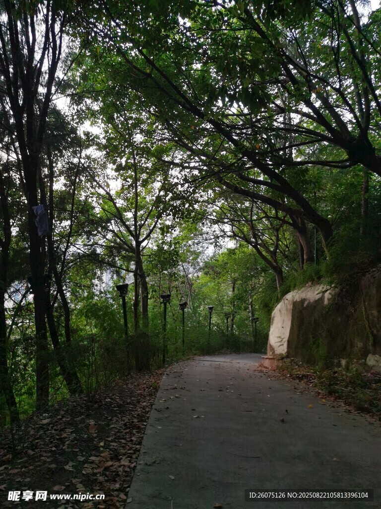 林间幽静小道
