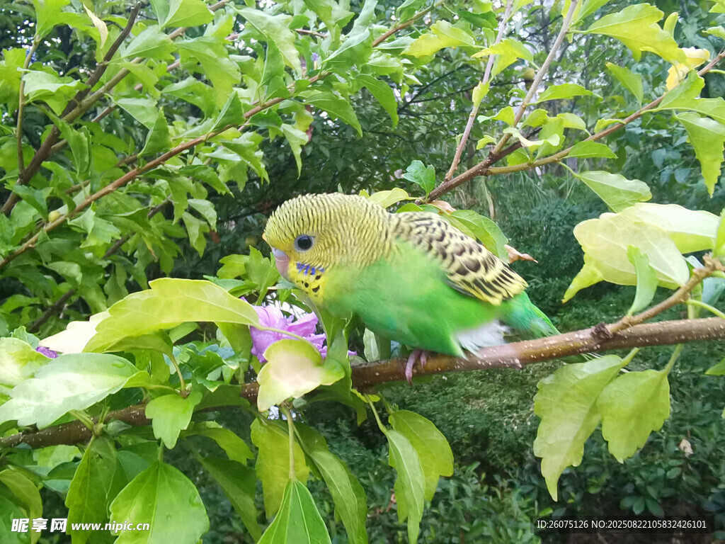 繁茂树枝与绿色鹦鹉