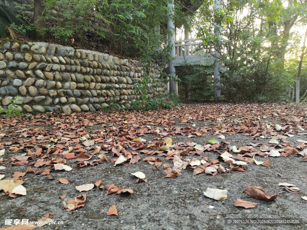 秋景中落叶铺地的石墙
