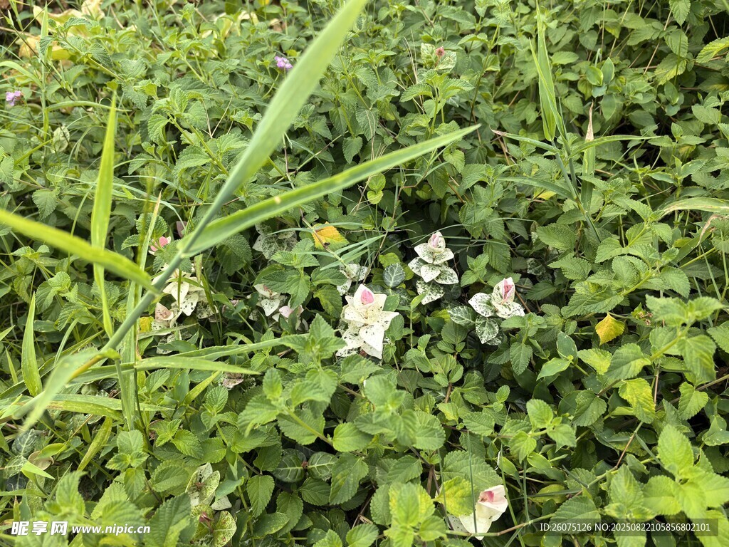 草丛中的白色小花