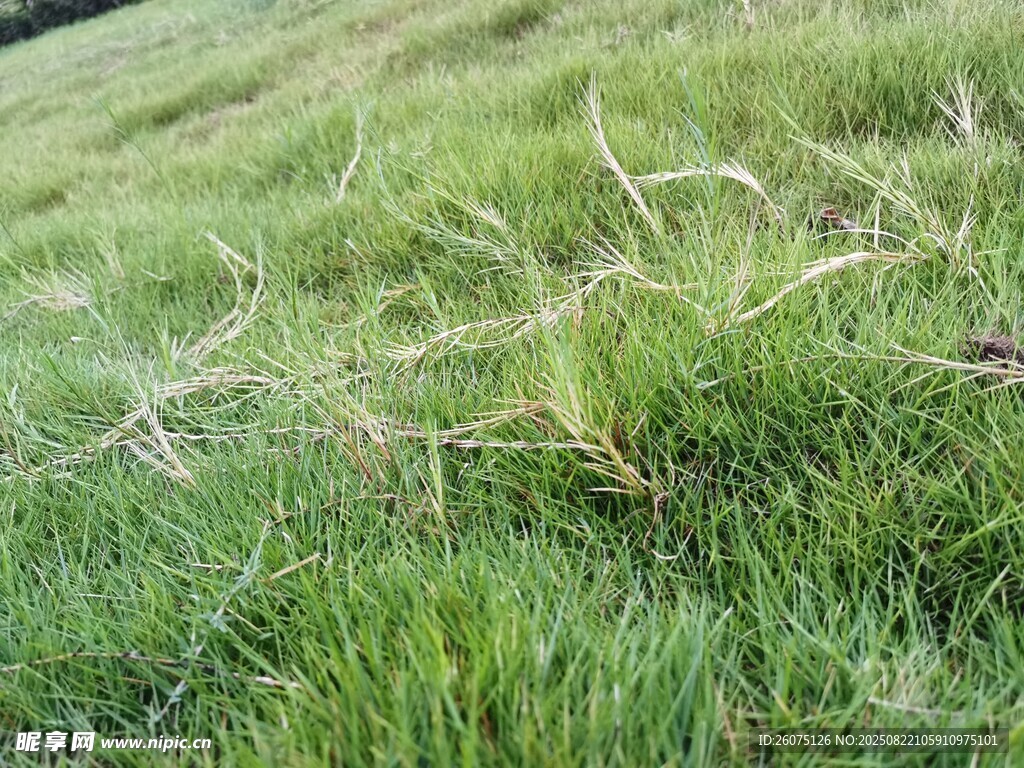 翠绿草地生机盎然
