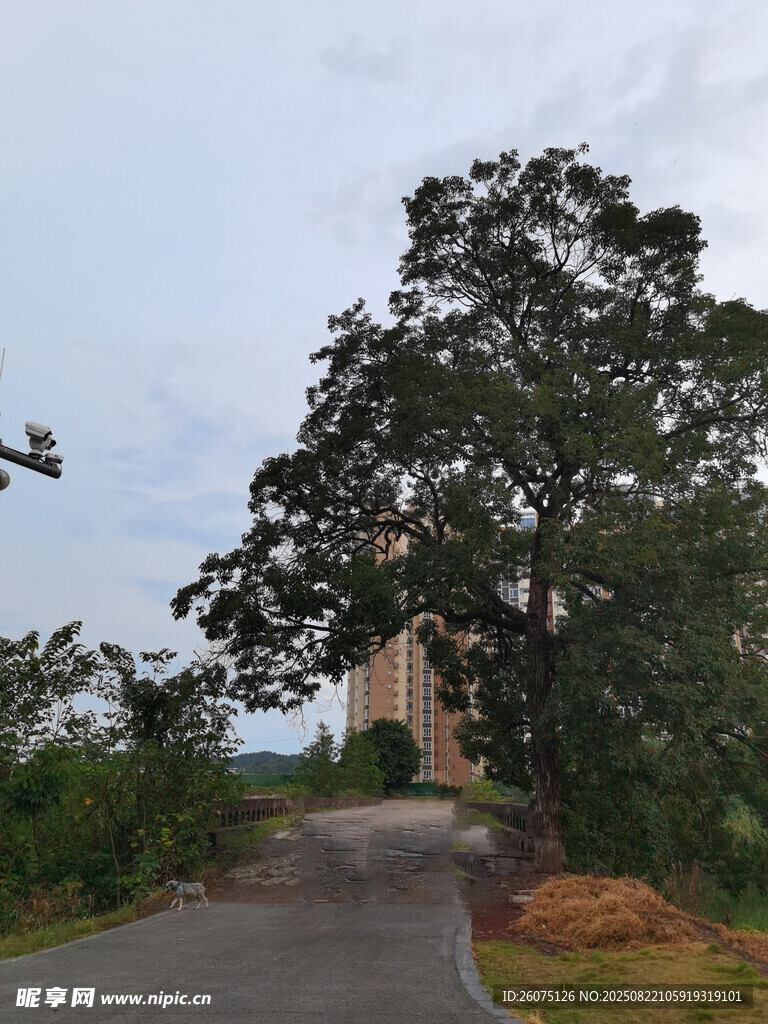 乡村路旁大树与房屋景观