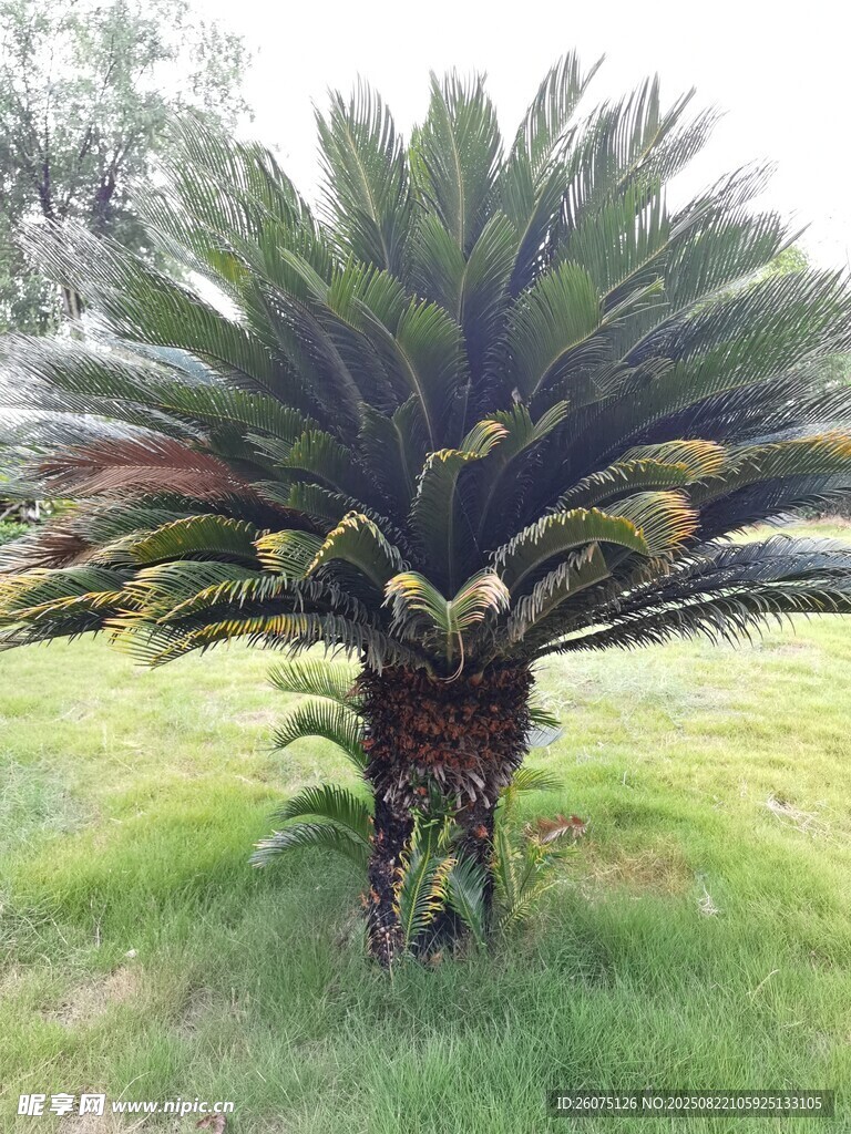 草地上的铁树