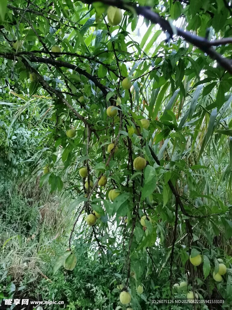 繁茂树枝上的青嫩果实