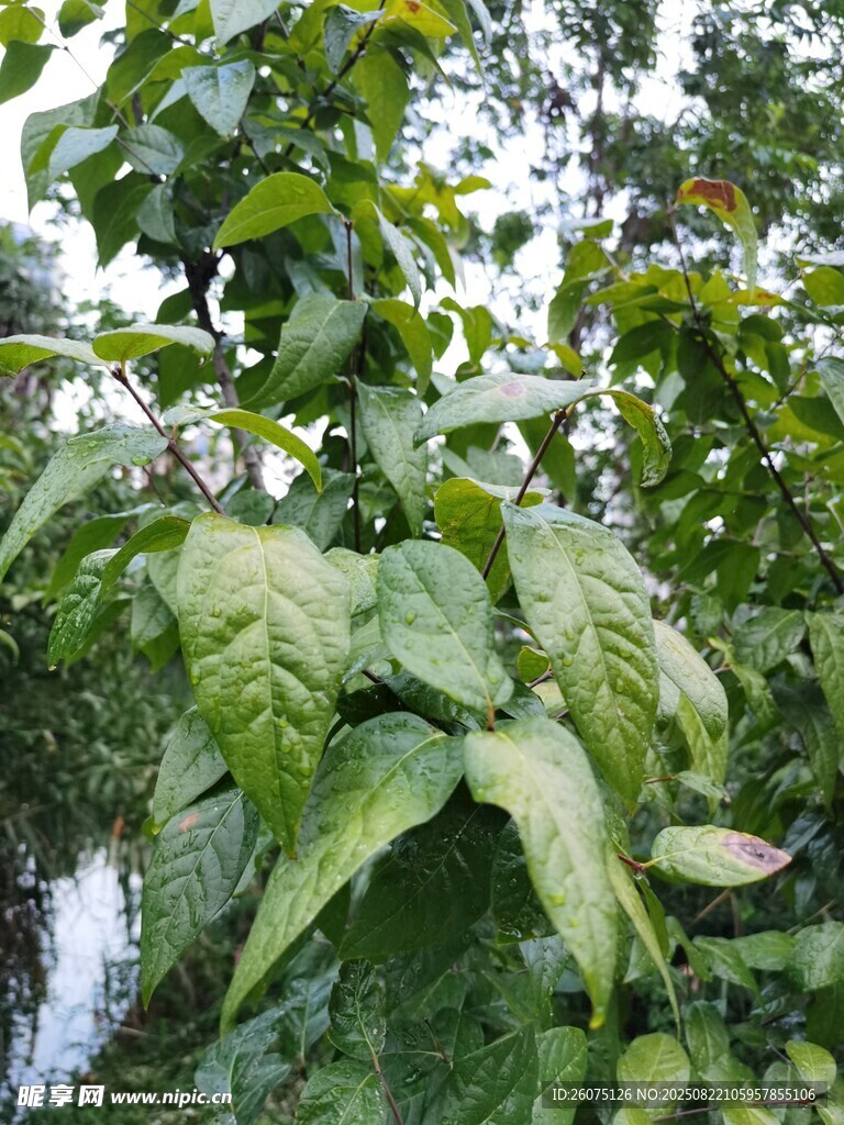 绿叶繁茂的植物景观