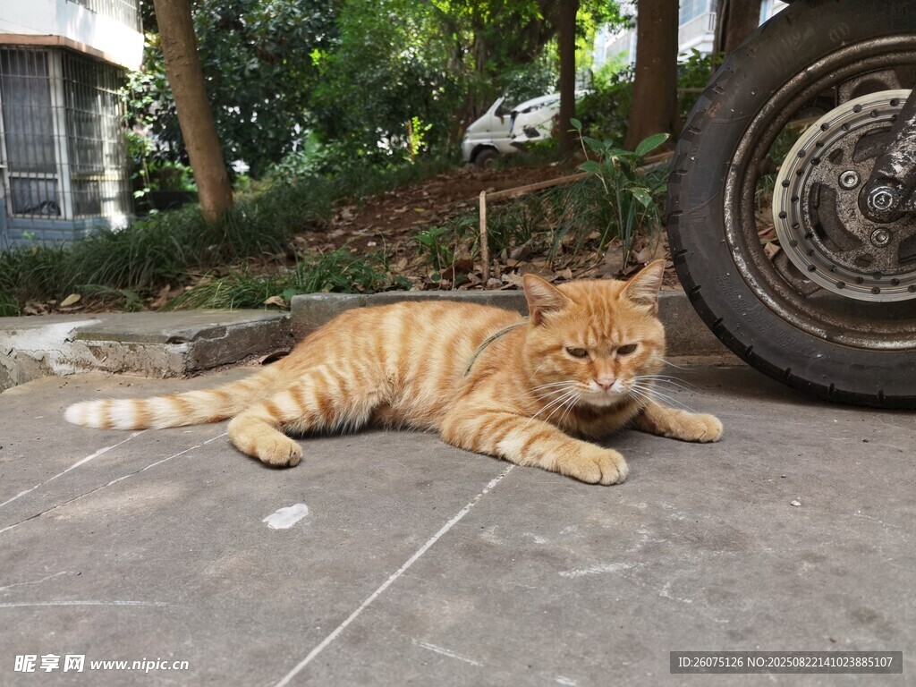 路边趴着的橘猫