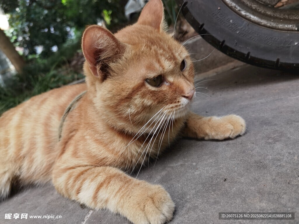 趴地休憩的橘猫