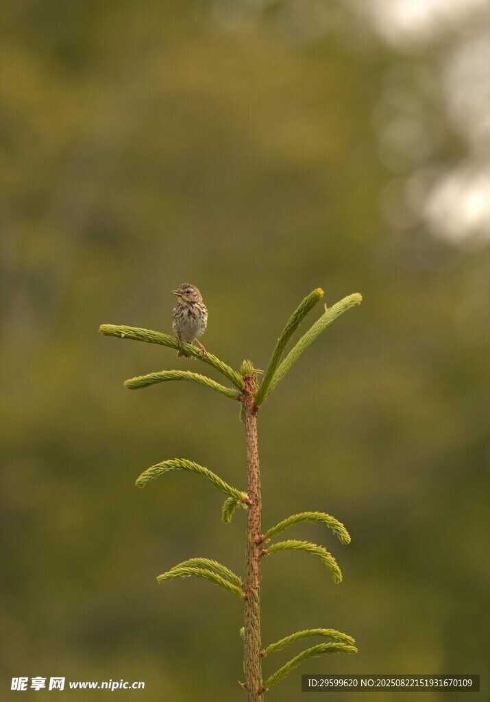 嫩绿植物茎尖特写