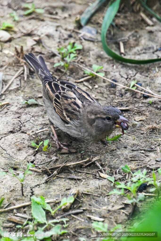 地面觅食的小麻雀