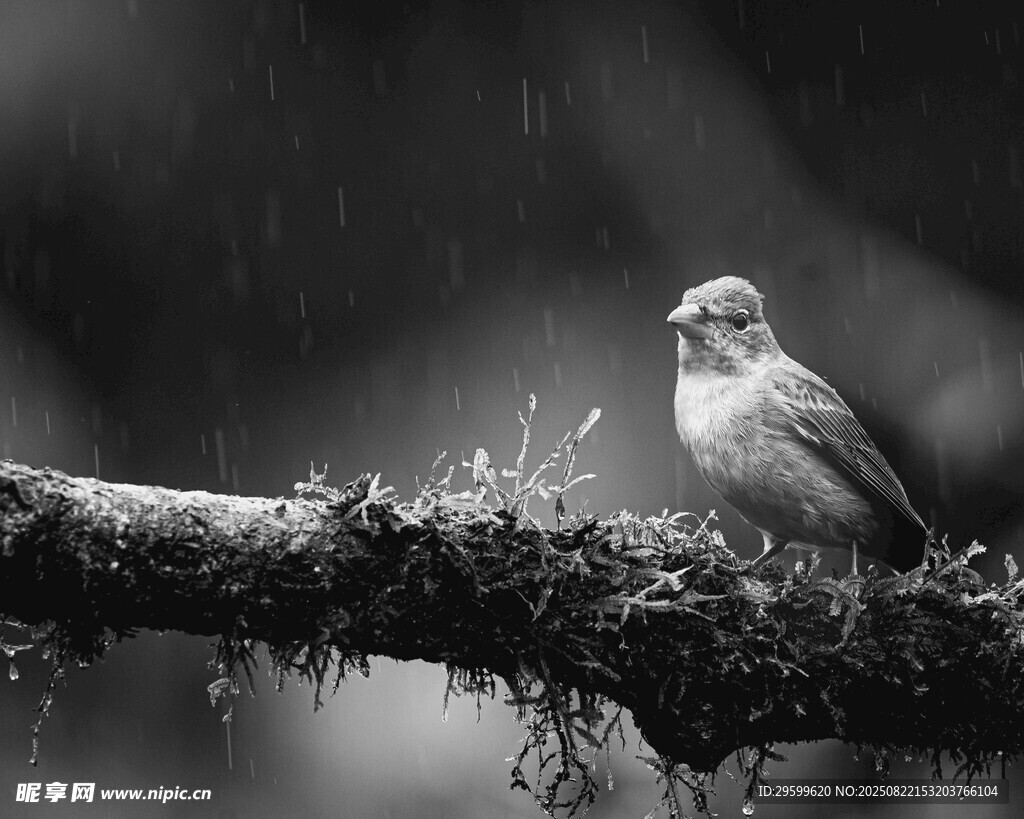 雨中栖于枝上的小鸟
