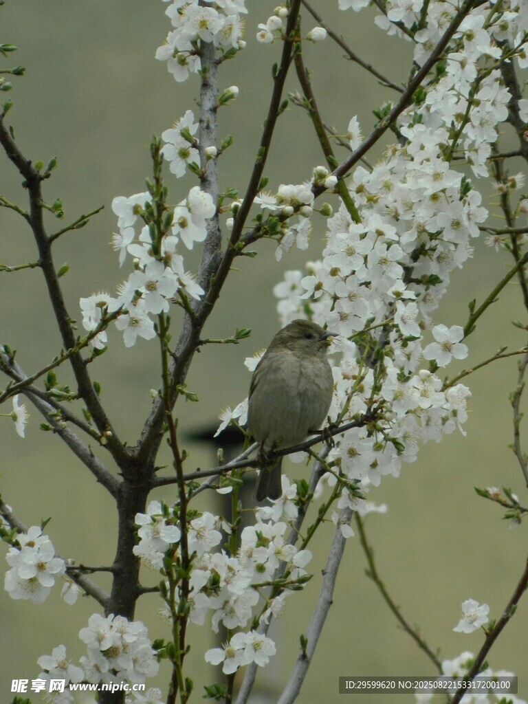 枝头小鸟伴繁花