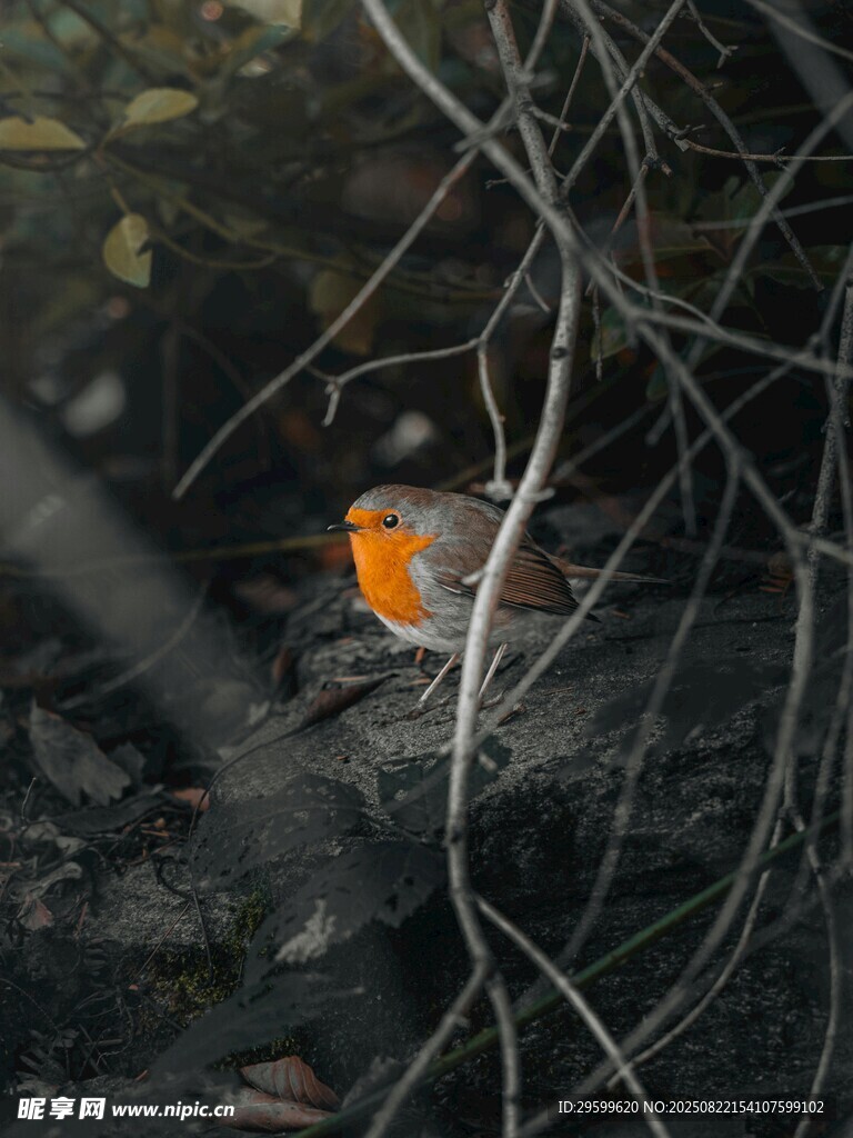 林间橙羽小鸟