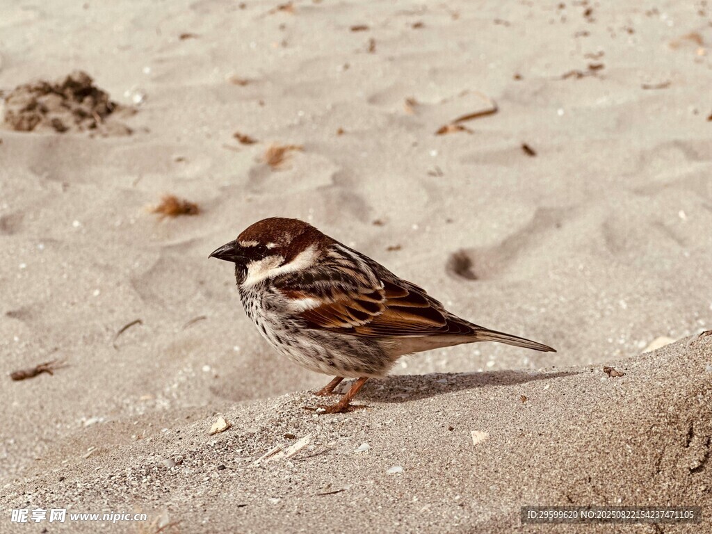 沙滩上的麻雀