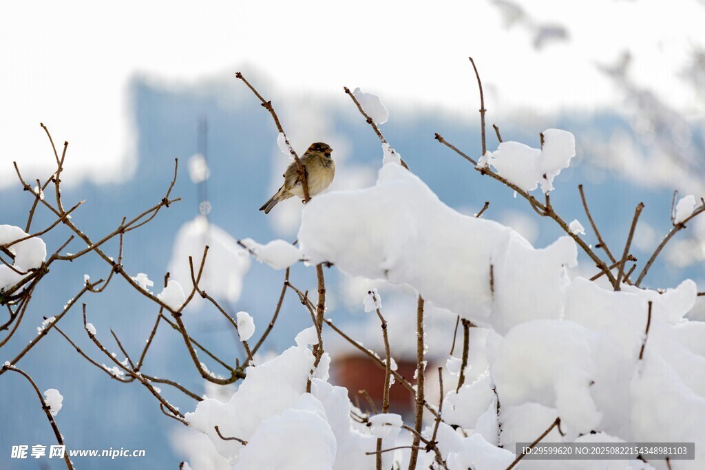 雪枝上的小鸟