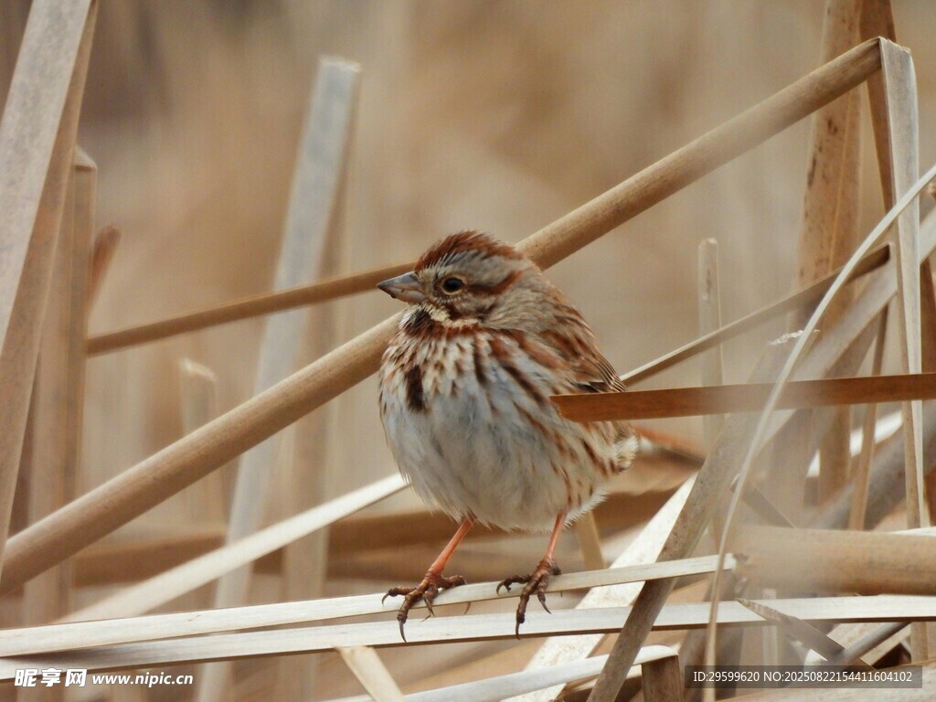芦苇丛中小鸟栖息