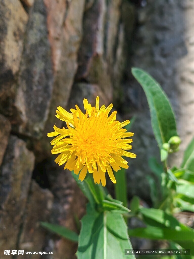 黄色小花绽放于树干旁