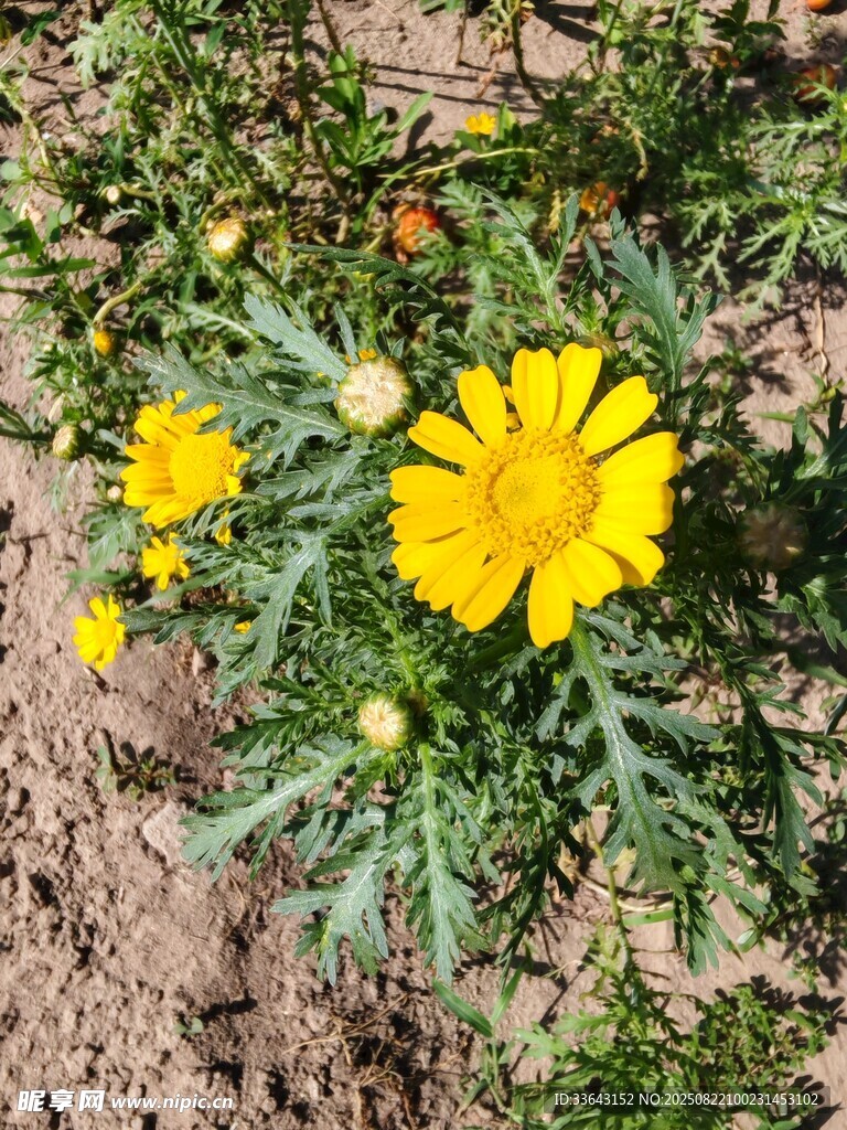 黄色金盏花绽放于泥土间