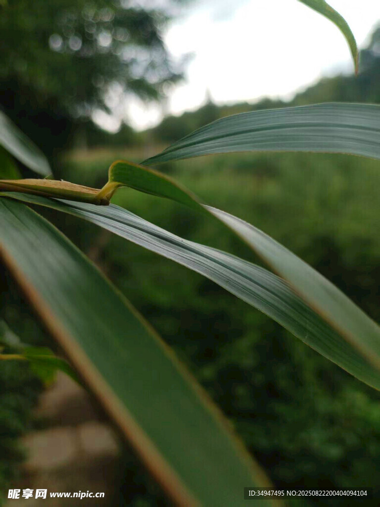 翠绿竹叶特写