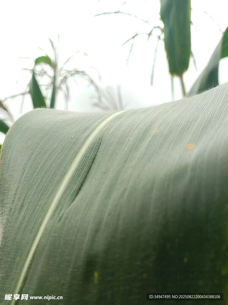 宽大翠绿的玉米叶特写
