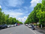 绿树成荫的城市街道景象