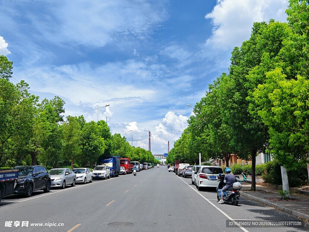 绿树成荫的城市街道景象