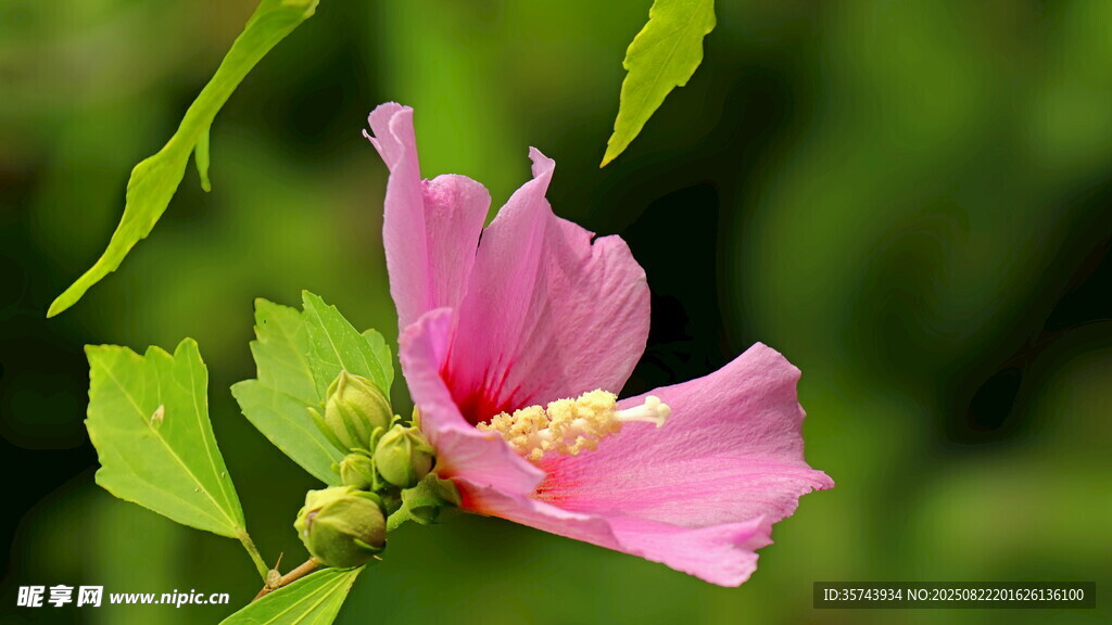 娇艳木槿花