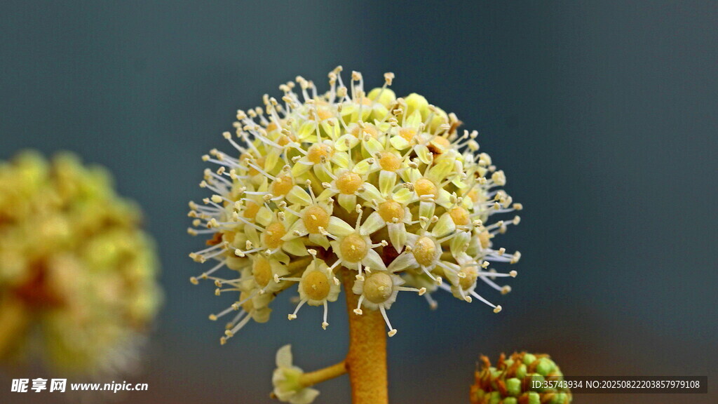 黄色球状花朵特写