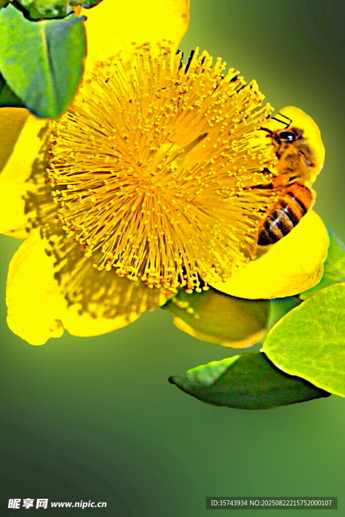 蜜蜂采蜜于金黄花朵间