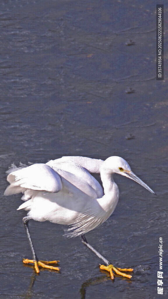 白鹭水中漫步