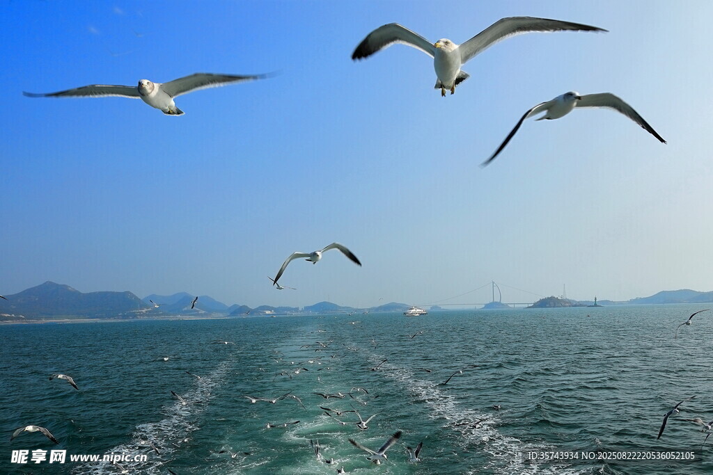 海上飞鸟伴行船