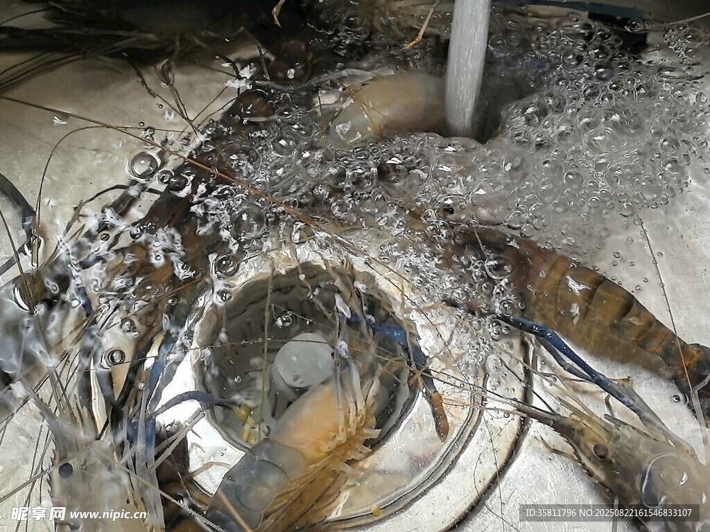 罗氏虾