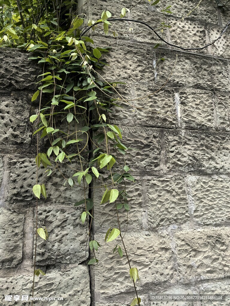 石墙上的翠绿藤蔓